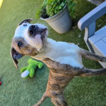Remi -  Pit Bull Terrier Dog for Adoption in Greensboro, North Carolina - Remi | PetCurious