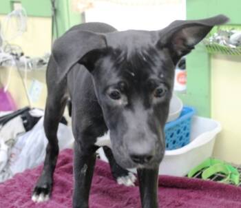 Rescue Labrador Retriever and Mixed Breed Dogs for Adoption in Picayune, Mississippi - Holly | PetCurious