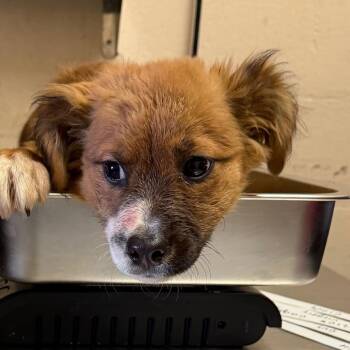 Retriever Dogs Available for Adoption - Grady | PetCurious