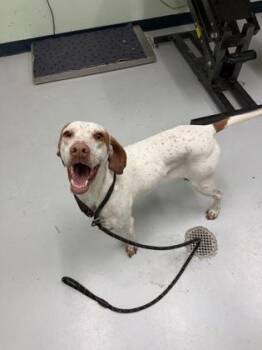 Mixed Breed Dogs Available for Adoption in Savannah, Georgia - Coraline | PetCurious