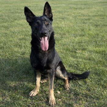 German Shepherd Dog Dogs Available for Adoption in Corsicana, Texas - Berrie D45929 | PetCurious