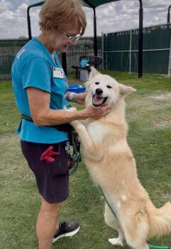 Whistle -  Great Pyrenees and Golden Retriever Dog for Adoption in Mckinney, Texas - Whistle | PetCurious