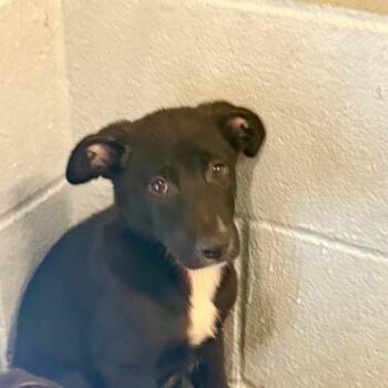 Monopoly -  Black Labrador Retriever and Shepherd Dog for Adoption in Austin, Texas - Monopoly | PetCurious