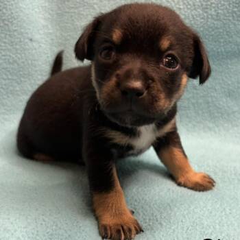 Clove -  Chihuahua Dog for Adoption in Austell, Georgia - Clove | PetCurious