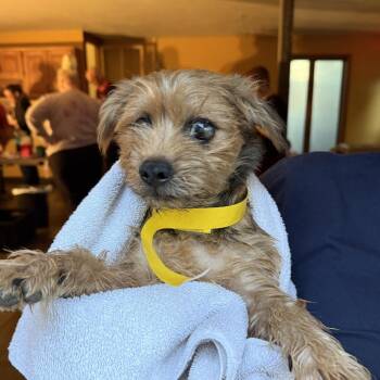 Monster -  Shih Tzu and Mixed Breed Dog for Adoption in Madison, Wisconsin - Monster | PetCurious