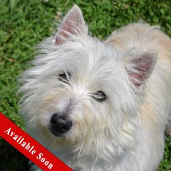 West Highland White Terrier Westie and Cairn Terrier Dogs Available for Adoption in Huntley, Illinois - Java | PetCurious