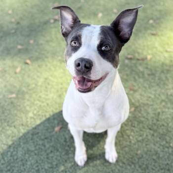 Rescue Mixed Breed Dogs for Adoption in Chattanooga, Tennessee - Bella May | PetCurious