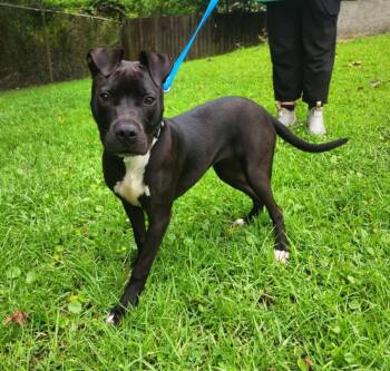 Rae-Valee -  Boxer Dog for Adoption in Slidell, Louisiana - Rae-Valee | PetCurious