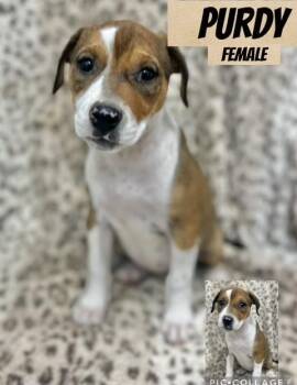 Rescue Mountain Cur Dogs for Adoption in Manchester, Connecticut - Purdy | PetCurious