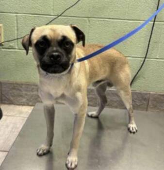 Rescue Pug and Mixed Breed Dogs for Adoption in Carrollton, Texas - Hagrid | PetCurious