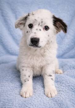 Setter and Great Pyrenees Dogs Available for Adoption - Found Stray: Patch | PetCurious