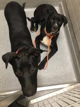 Labrador Retriever Dogs Available for Adoption in Tustin, California - BLUE | PetCurious