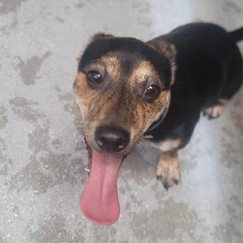 Taz 1791 -  Chihuahua and Mixed Breed Dog for Adoption in Loxahatchee Groves, Florida - Taz 1791 | PetCurious