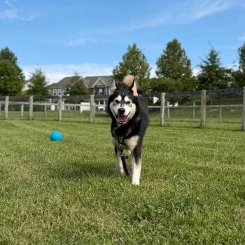 Comet -  Siberian Husky Dog for Adoption in Marshall, Virginia - Comet | PetCurious