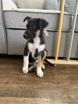 Labrador Retriever Dogs Available for Adoption in The Woodlands, Texas - Elena | PetCurious