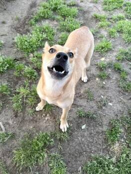 Australian Cattle Dog Blue Heeler Dogs Available for Adoption in Boston, Massachusetts - Cindy | PetCurious