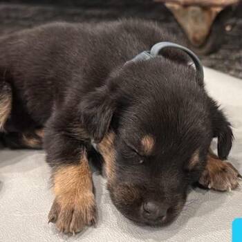 Dusty -  Shepherd Dog for Adoption in Brainerd, Minnesota - Dusty | PetCurious