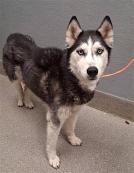 ROGUE -  Husky Dog for Adoption in Las Vegas, Nevada - ROGUE | PetCurious
