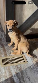 Boxer Dogs Available for Adoption - Cake 2026-69 | PetCurious