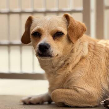 Chihuahua Dogs Available for Adoption in Goleta, California - Stevie | PetCurious