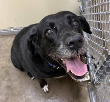 Precious -  Labrador Retriever Dog for Adoption in Sioux City, Iowa - Precious | PetCurious