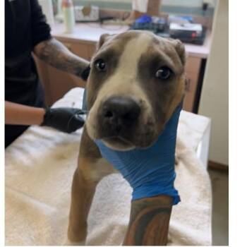 Meg -  American Bulldog and Mixed Breed Dog for Adoption in Tampa, Florida - Meg | PetCurious