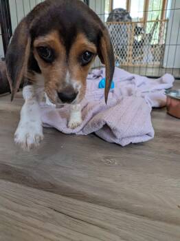 Beagle Dogs Available for Adoption in Union Grove, Wisconsin - Todd | PetCurious