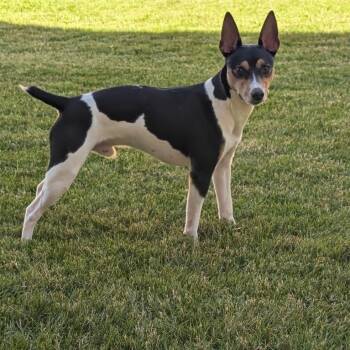 JAX -  Rat Terrier Dog for Adoption in Graham, Washington - JAX | PetCurious