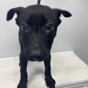 Black Labrador Retriever and Shepherd Dogs Available for Adoption - Ninja | PetCurious