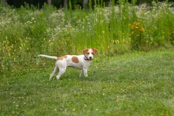 Marina -  Beagle Dog for Adoption in Stratham, New Hampshire - Marina | PetCurious