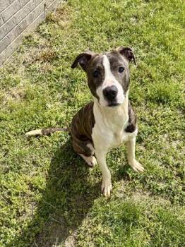 Pit Bull Terrier and Mixed Breed Dogs Available for Adoption in Kalamazoo, Michigan - DEW | PetCurious