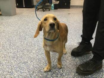 BUD -  Beagle and Mixed Breed Dog for Adoption in Thousand Palms, California - BUD | PetCurious