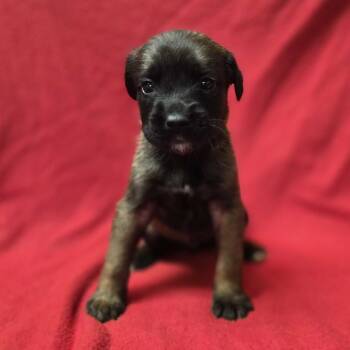 Rescue Shepherd Dogs for Adoption in San Antonio, Texas - Star | PetCurious