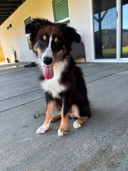 Nala -  Australian Shepherd Dog for Adoption in Coarsegold, California - Nala | PetCurious