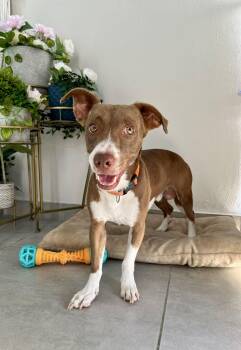 Rescue Labrador Retriever Dogs for Adoption - Finn | PetCurious