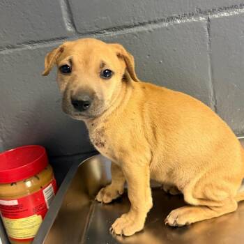 Honey -  Hound and Shepherd Dog for Adoption in Tuscaloosa, Alabama - Honey | PetCurious