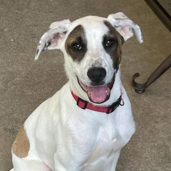 Labrador Retriever Dogs Available for Adoption in Heber Springs, Arkansas - Pisten Petey | PetCurious