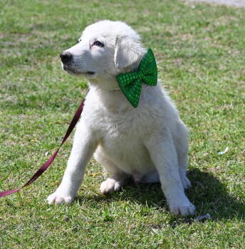 Rescue Great Pyrenees and Akbash Dogs for Adoption in Whitewright, Texas - Corbin | PetCurious