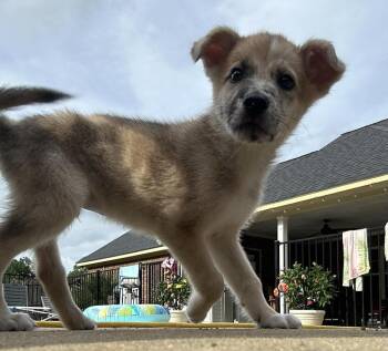 Skittles -  Mixed Breed Dog for Adoption in Groveland, Massachusetts - Skittles | PetCurious