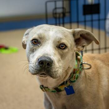 Rescue Mixed Breed Dogs for Adoption in Houston, Texas - Heidi | PetCurious