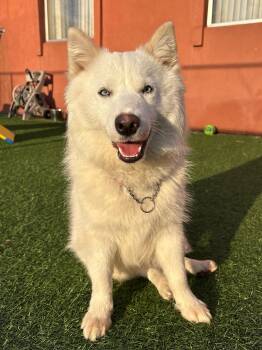 American Eskimo Dog Dogs Available for Adoption in Norwalk, Connecticut - Prada | PetCurious