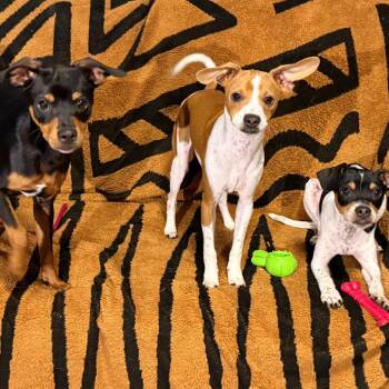 Miniature Pinscher and Chihuahua Dogs Available for Adoption in Bellingham, Washington - Fettuccine | PetCurious