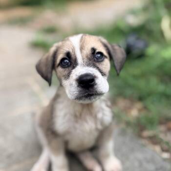 Seki -  Mixed Breed and Boxer Dog for Adoption in Columbia, Maryland - Seki | PetCurious