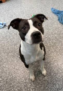 Nectarine -  Pit Bull Terrier and Mixed Breed Dog for Adoption in Westland, Michigan - Nectarine | PetCurious