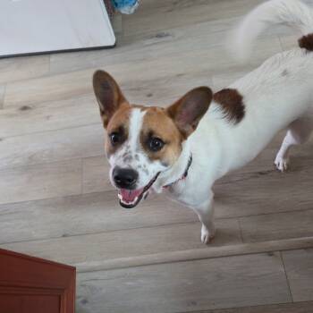 Rescue Jack Russell Terrier Dogs for Adoption in Troy, Virginia - Sebastian | PetCurious