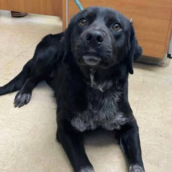 Pearl -  Mixed Breed Dog for Adoption in Marshall, Virginia - Pearl | PetCurious