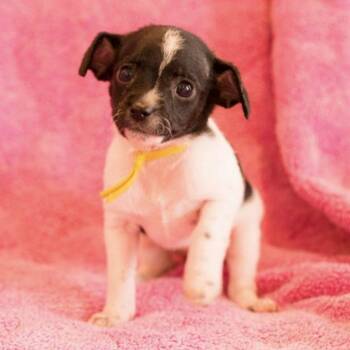 Terrier Dogs Available for Adoption in Hillsborough, North Carolina - Greta | PetCurious