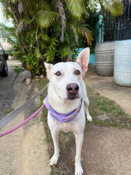 BLANCA -  Labrador Retriever and Shepherd Dog for Adoption - BLANCA | PetCurious