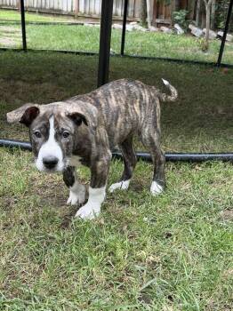 American Staffordshire Terrier and Anatolian Shepherd Dogs Available for Adoption in Tracy, California - Leo | PetCurious