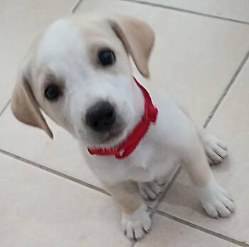 Rescue Labrador Retriever Dogs for Adoption in New York, New York - LUNITA "Love Is Our Bond." | PetCurious